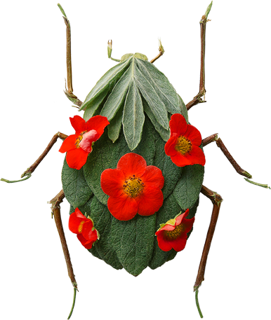 Insect Garden Ladybug